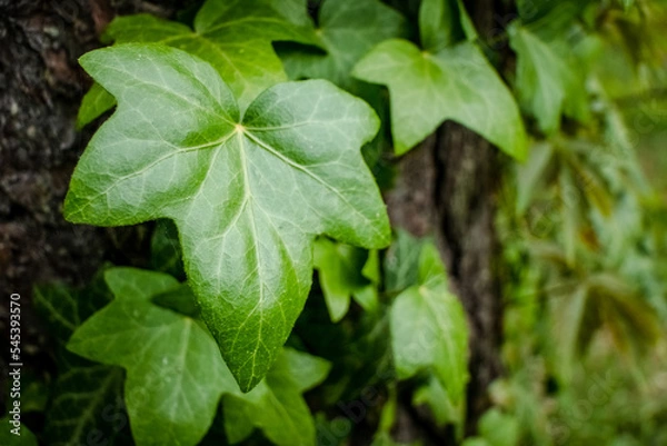 Fototapeta Ivy on the tree