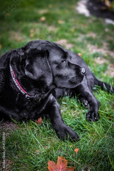 Fototapeta black labrador retriever