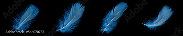 Fototapeta blue goose feather on black isolated background