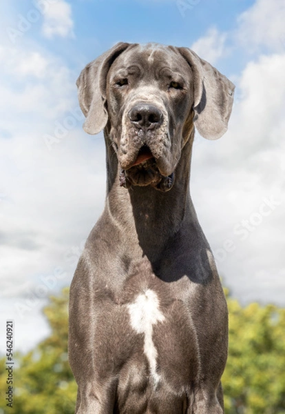 Fototapeta portrait of a dane