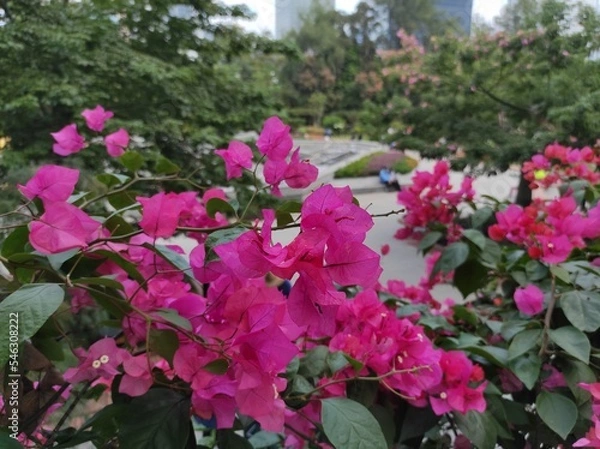 Fototapeta Paper flowers or bougenville are blooming beautifully in the garden