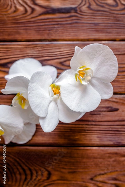 Fototapeta A branch of white orchids on a brown wooden background
