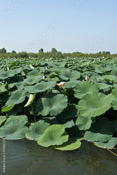 Fototapeta fiume micio