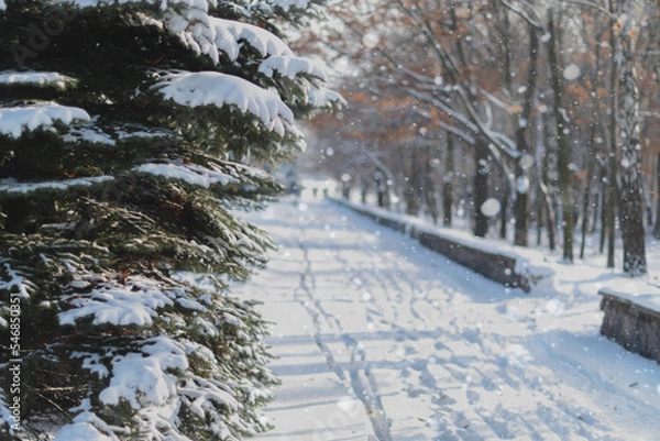 Fototapeta Christmas trees in the snow in the winter park. Ukraine