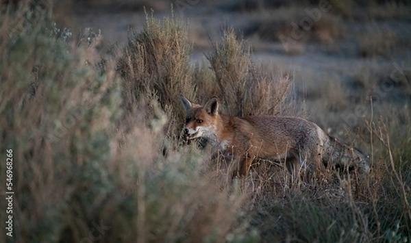 Fototapeta Fox hidden into the bush at dusk