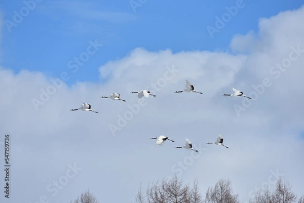 Fototapeta Bird watching, red-crowned crane, in
 winter