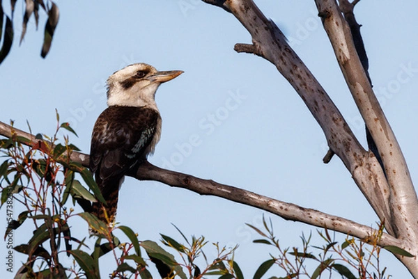 Fototapeta Kokaburra perched on a eucalyptus branch in the Blue Mountains, Australia