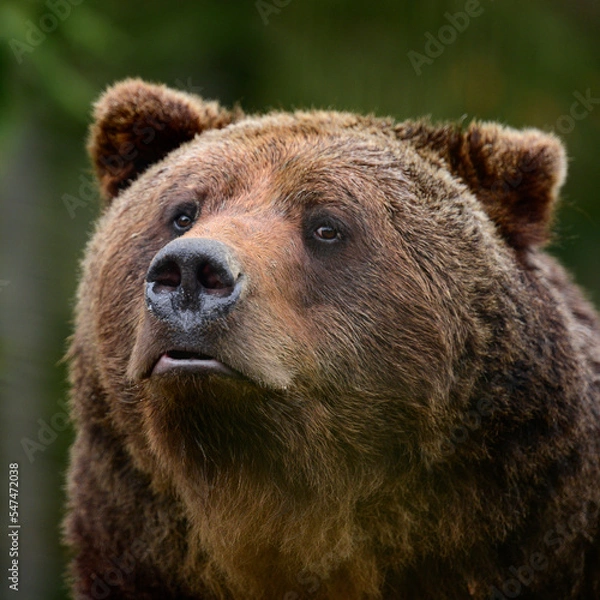 Fototapeta Brown bears in the wild, a large mammal after hibernation, a predator in the wild forest and wildlife.