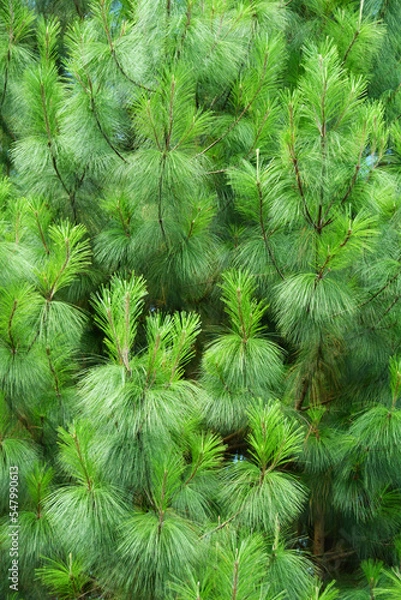 Fototapeta Hojas de Pino verdes, fondo de naturaleza. Toma Vertical.