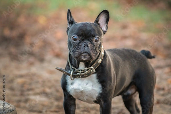 Fototapeta Young beautiful purebred French bulldog on a walk in the spring park.