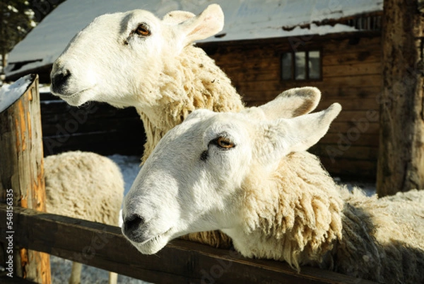 Fototapeta Sheeps outdoor in winter season in sunny day