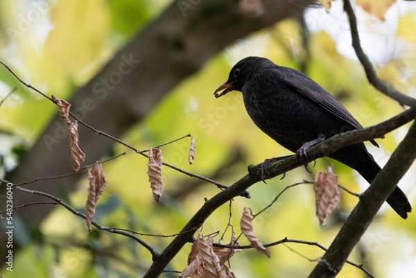 Fototapeta Eurasian Black bird
