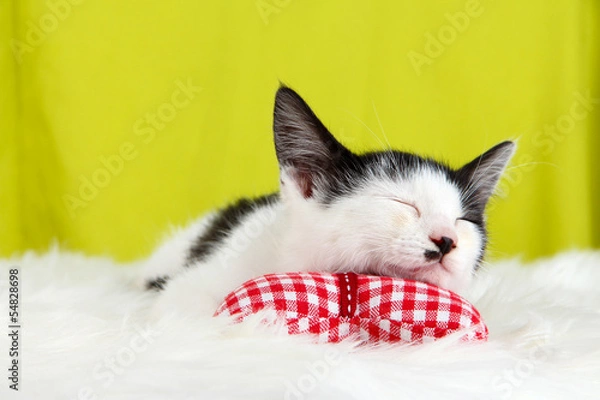 Fototapeta Small kitten on white carpet on fabric background