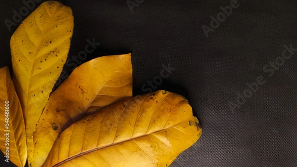 Fototapeta natural background of dry leaves