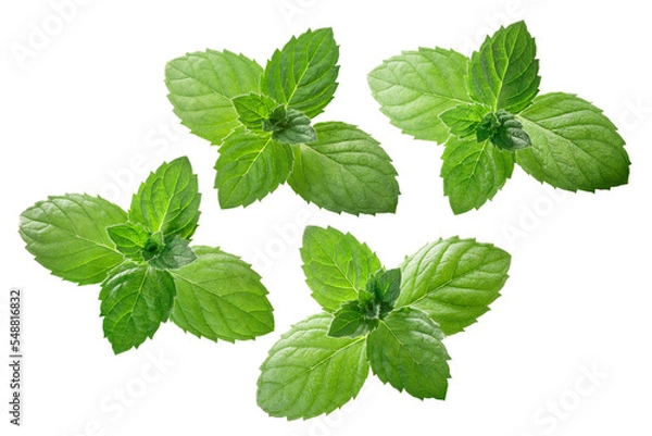 Fototapeta Peppermint or mint leaves (Mentha piperita) isolated on white