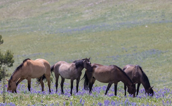 Fototapeta Wild Horses in the Pryor Mountains Montana in Summer