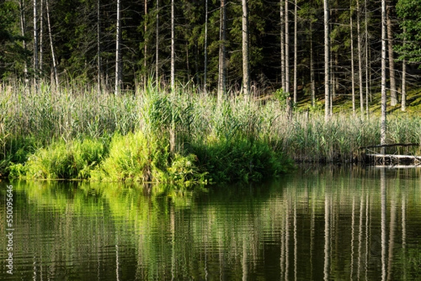 Fototapeta Lake in the forest