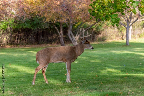 Fototapeta A White-tailed Deer Buck In Late October Rutting Season