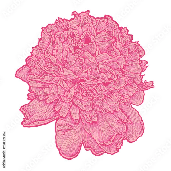 Fototapeta Engraved peony. Hand drawn illustration, png