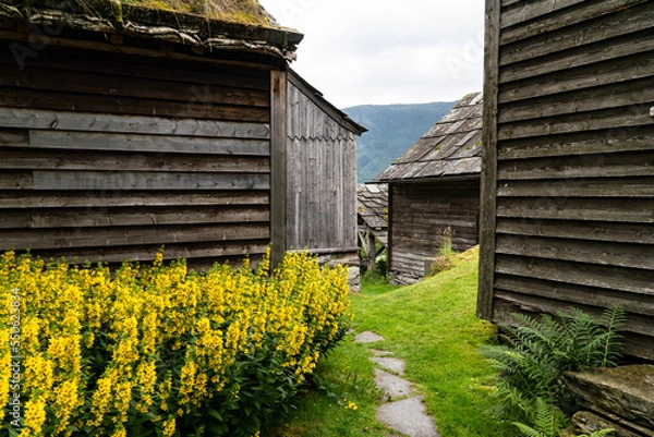 Fototapeta Historisches Dorf Agatunet am Hardangerfjord, Norwegen