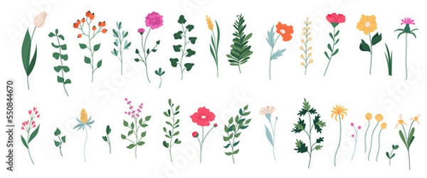 Fototapeta Collection of  blooming flowers and leaves. Spring floral flat Illustration on transparent background