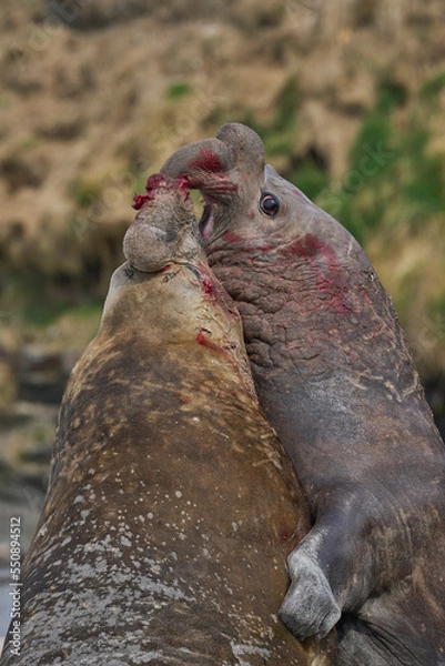 Fototapeta Southern Elephant Seal (Mirounga leonina) fights with a rival for control of a large harem of females during the breeding season on Sea Lion Island in the Falkland Islands.