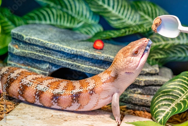 Fototapeta Skink lizard (family Scincidae) opens its mouth and shows a blue tongue while it is feeding in a terrarium. Skinks are popular lizards for keeping in a home terrarium with an unusual long blue tongue.