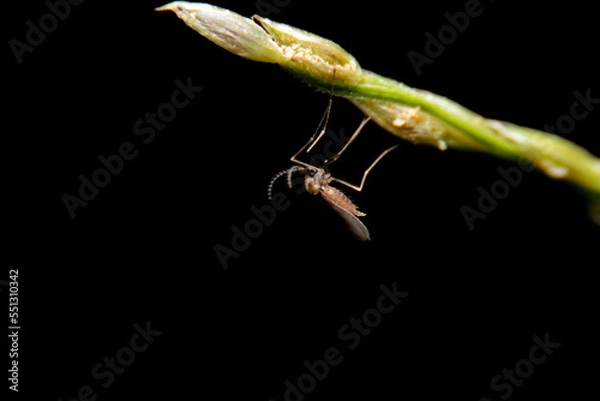 Fototapeta close-up female mosquito on green leaf, night time