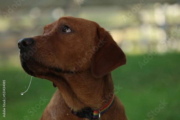 Fototapeta portrait of a fox red Labrador 