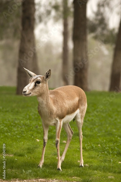 Fototapeta gazelle