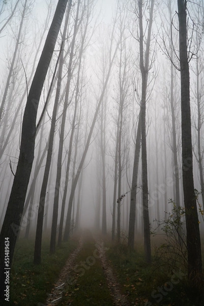 Obraz the fog. fog in a dark forest.