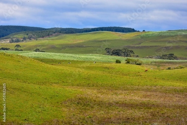 Fototapeta pedras e arvores a lua durante o dia flores no campo as beleza da serra gaucha