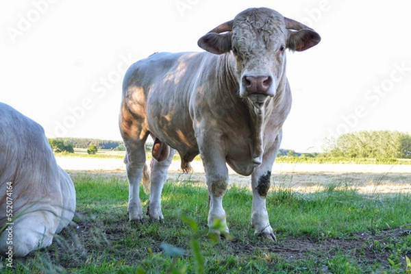 Fototapeta Beautiful and powerful Charolais bull