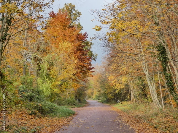 Fototapeta Paysage d'automne dans un bois