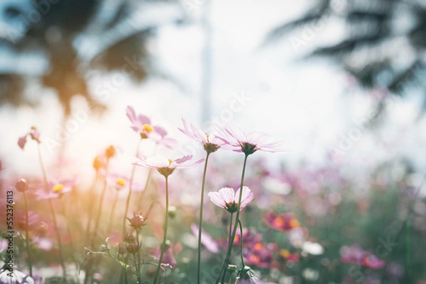 Fototapeta Cosmos flower blossom in garden..