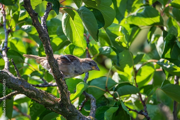 Fototapeta Sparrow on a branch. Bird on a branch