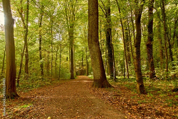 Fototapeta Wald in Hannover Seelhorst