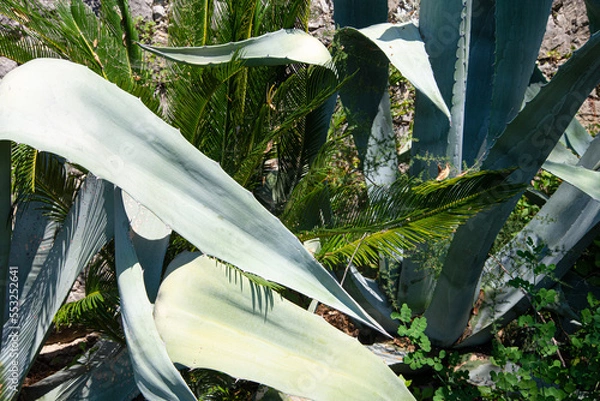 Fototapeta Succulent meets palm trees on the hill next to the ancient north Italian castle