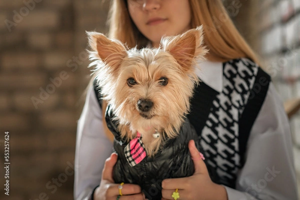 Fototapeta Portrait of a young beautiful fair-haired girl with a Yorkshire terrier in her arms.