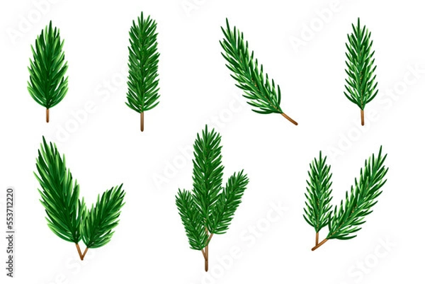 Fototapeta Vector twigs of Christmas tree, fir, spruce on a white background. Beautiful green twigs on a transparent background for decor, decoration, Christmas cards.