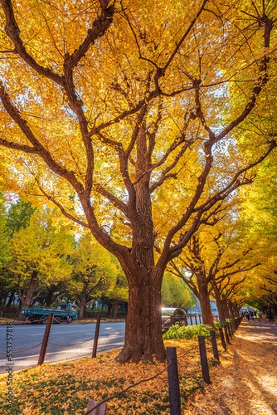 Fototapeta Jingu Gaien Ginkgo Avenue in Autumn