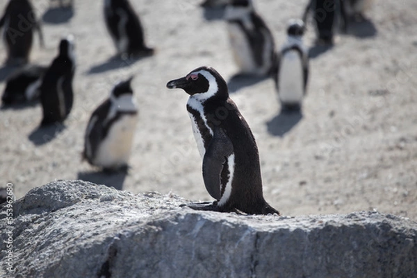 Fototapeta penguins at the cape of good hope in south africa