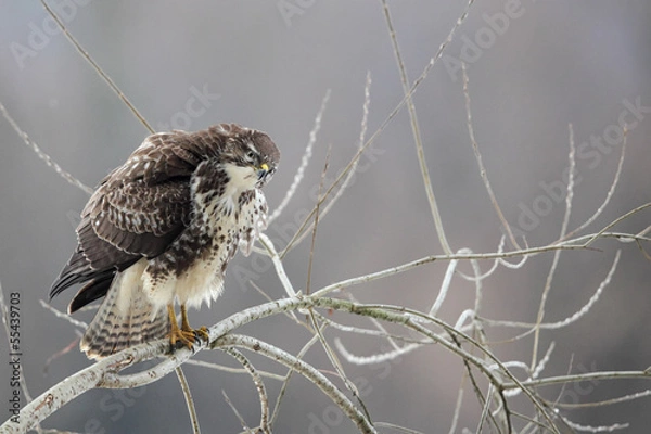 Fototapeta Mäusebussard (Buteo buteo)