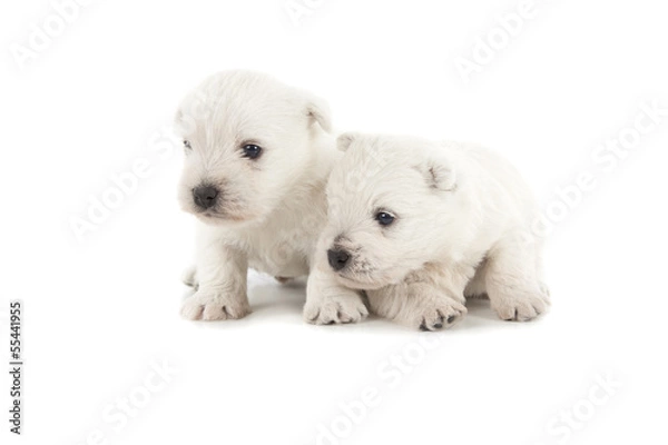 Fototapeta West Highland White Terrier puppies