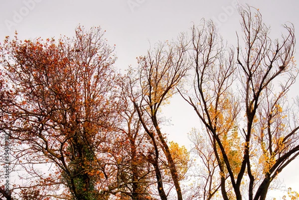 Fototapeta trees with branches and leaves in autumn colors, beautiful deciduous trees in autumn.