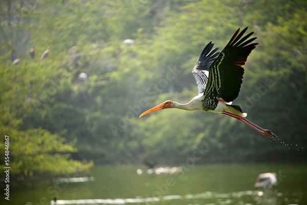 Fototapeta Stork at Zoo, New Delhi