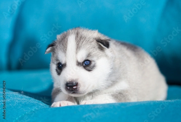 Fototapeta little husky that looks like a wolf