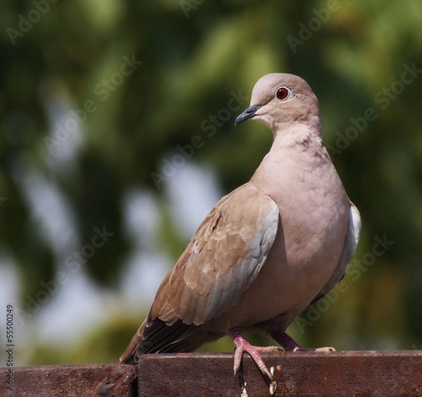 Fototapeta Eurasian Collared dove, Streptopelia decaocto