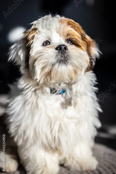 Fototapeta Lhasa Apso puppy