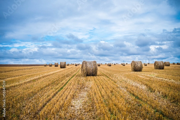 Fototapeta Land of sheaves